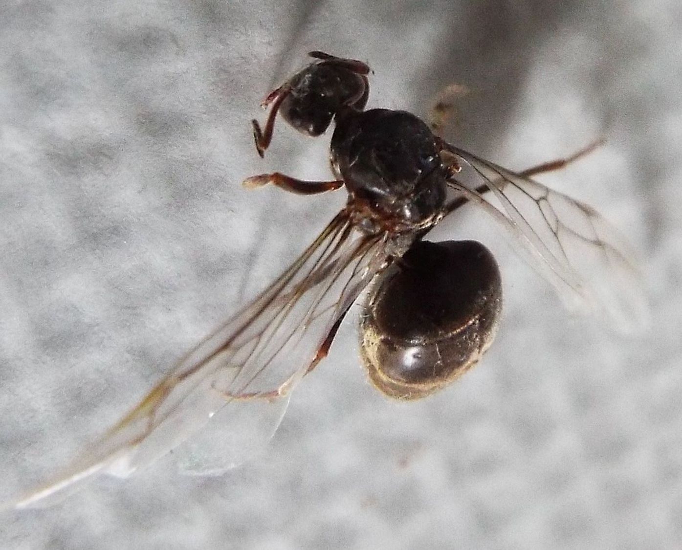 Regina di Lasius cfr. niger nella tela di un ragno.